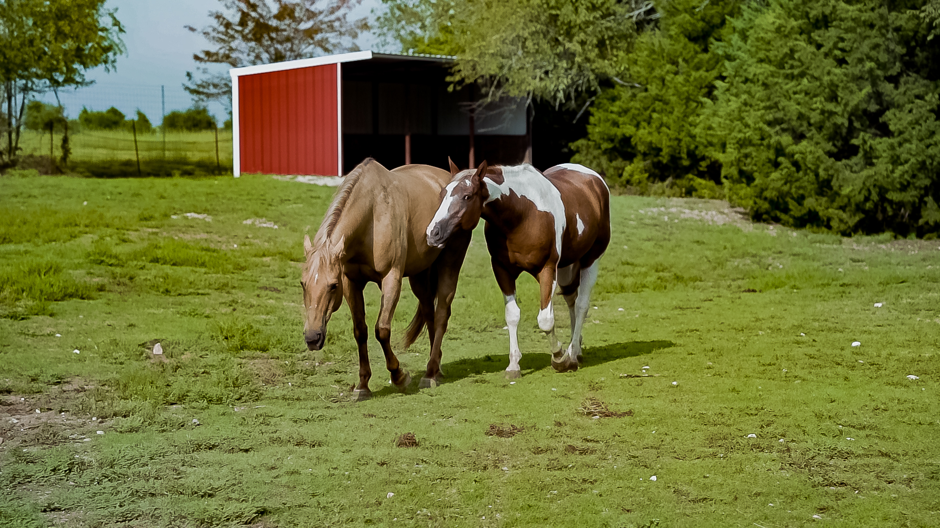 Equine therapy for substance abuse